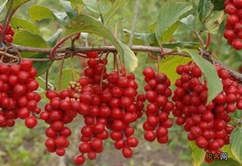 五味子蜂蜜泡水喝的功效 五味子蜂蜜泡水的制作比例