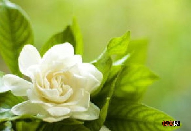 你知道栀子花的花语是什么吗? 栀子花花语是什么呢