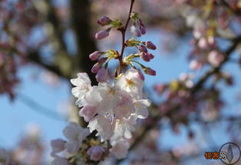 樱花和杏花的区别