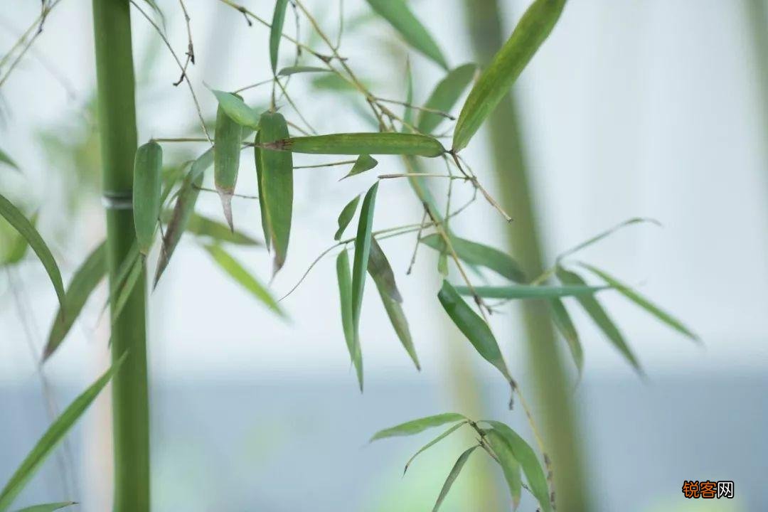 50个耳熟能详的成语原来都藏在古诗词里