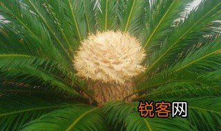 铁树开花什么意思 铁树开花的含义