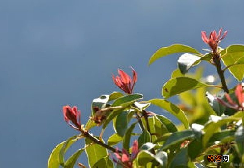 惊蛰时节什么花开
