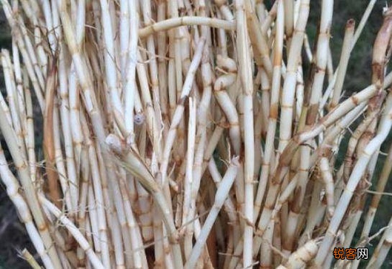 茅草根有什么功效和作用 茅草根有什么功效和作用禁忌