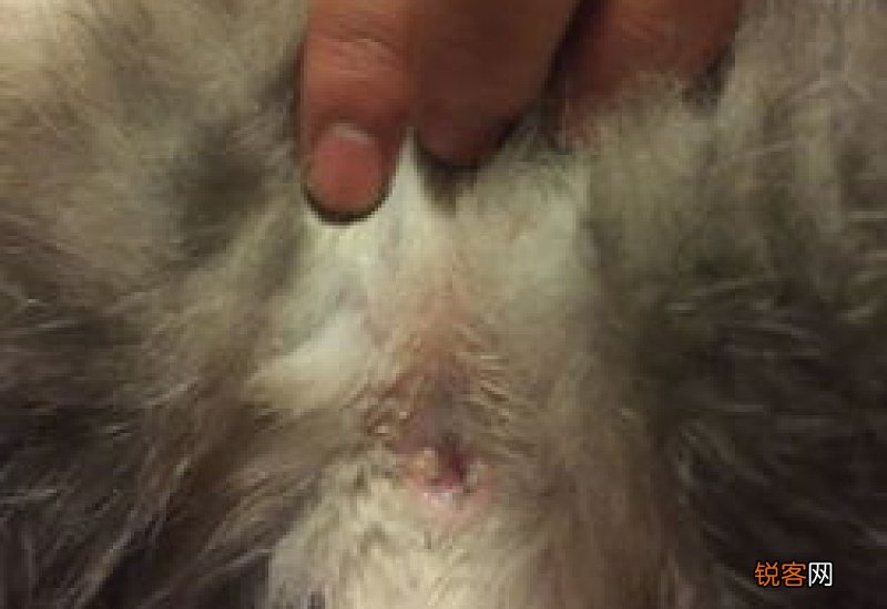 猫肛门流出粘液像鼻涕怎么办好