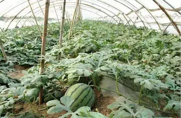 西瓜栽培技术 手把手教你种西瓜