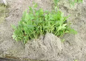 西瓜栽培技术 手把手教你种西瓜