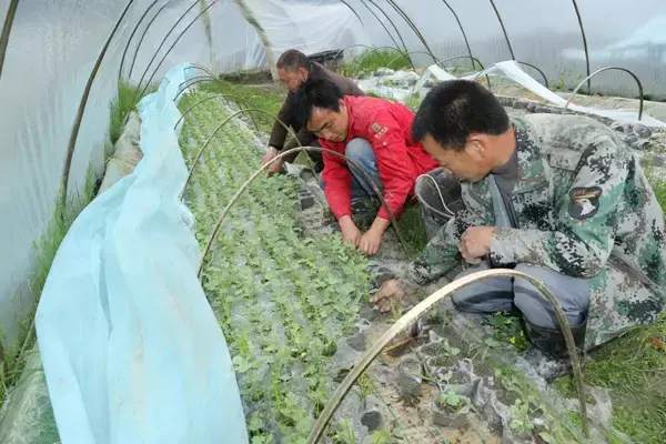 西瓜栽培技术 手把手教你种西瓜