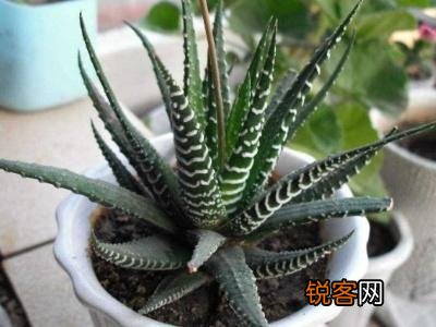 条纹十二卷怎么养 做好这四点不愁多肉爆盆