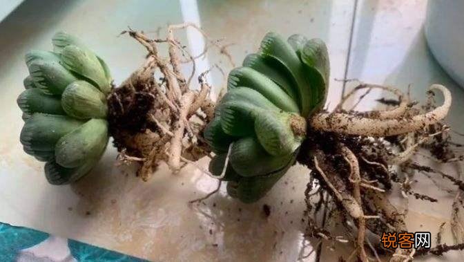 新手养多肉植物的注意事项 怎么把多肉养得粗壮