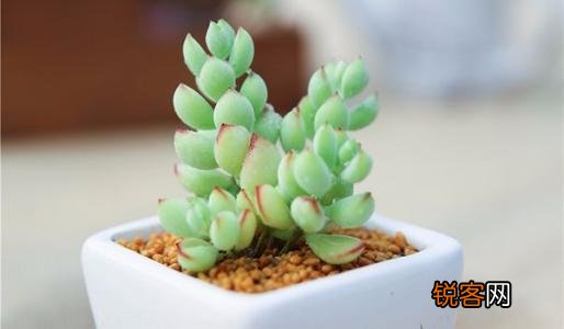 新手养多肉植物的注意事项 怎么把多肉养得粗壮