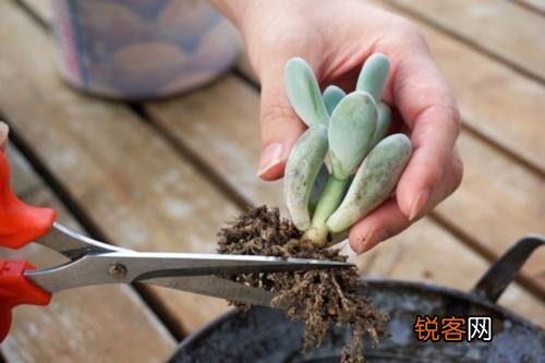 新手养多肉植物的注意事项 怎么把多肉养得粗壮