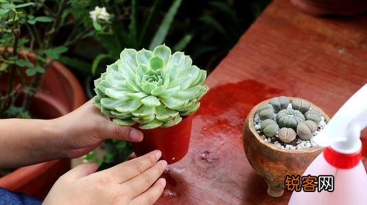 新手养多肉植物的注意事项 怎么把多肉养得粗壮