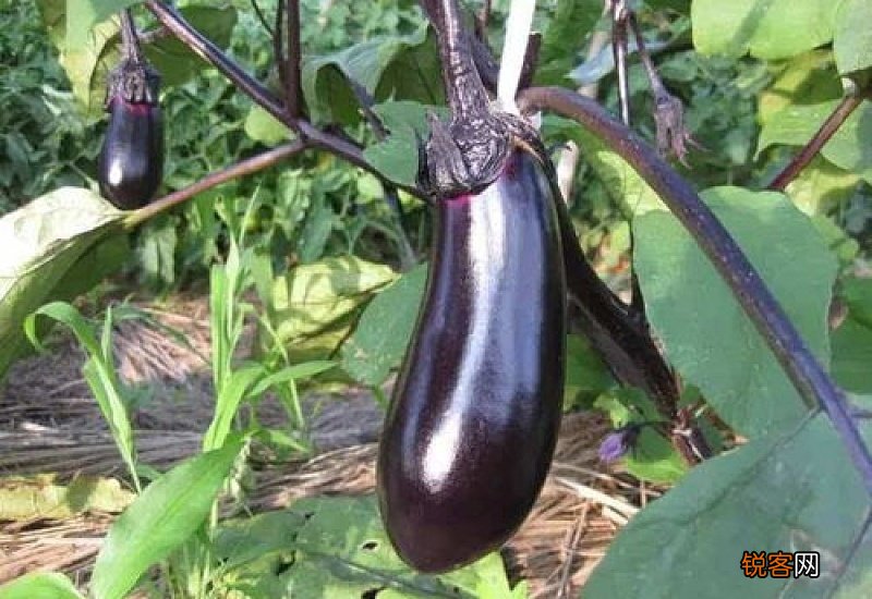 茄子是果实吗?为什么呢?