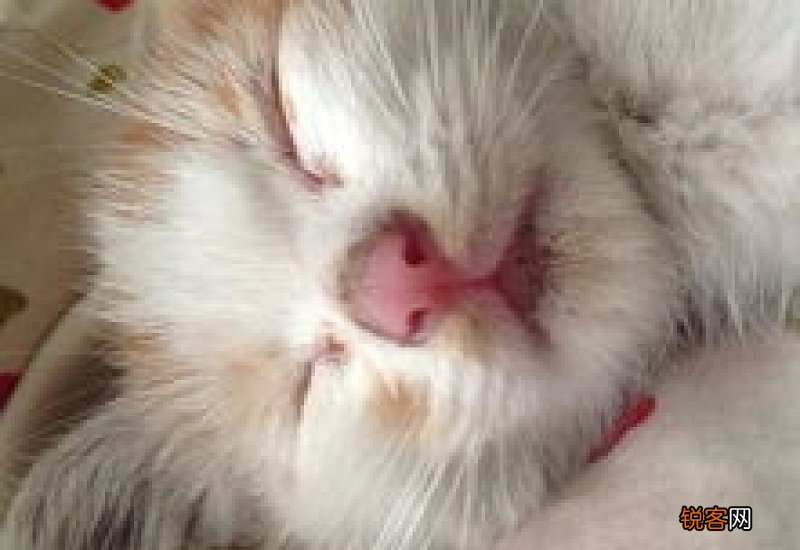 猫鼻子干怎么回事