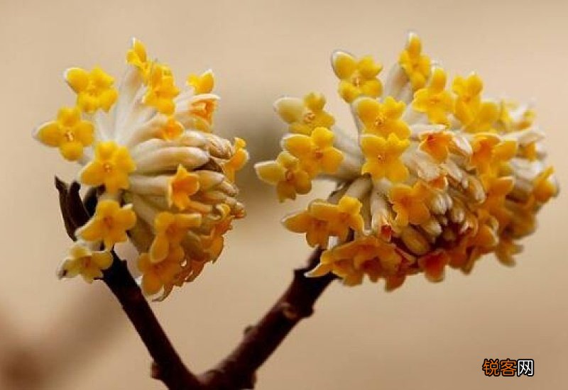 结香花的禁忌