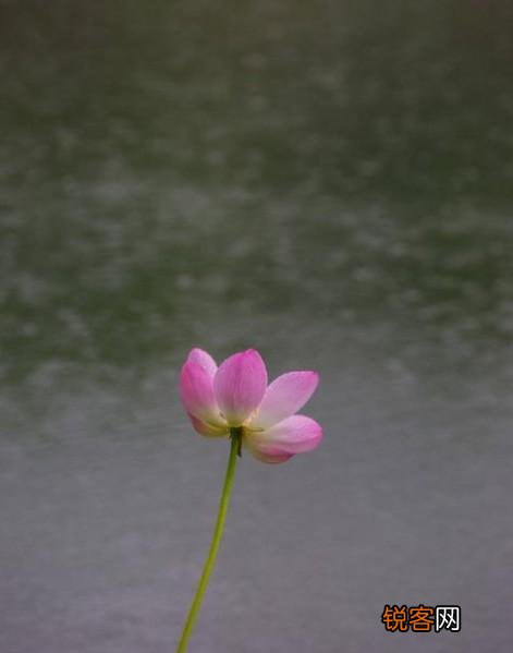 河南省每个市的市花 最受宠的市花是什么