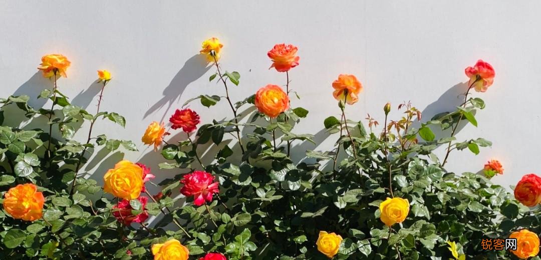 河南省每个市的市花 最受宠的市花是什么