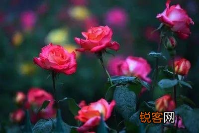 河南省每个市的市花 最受宠的市花是什么