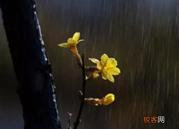 河南省每个市的市花 最受宠的市花是什么