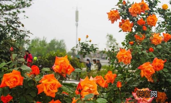 河南省每个市的市花 最受宠的市花是什么