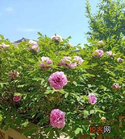 河南省每个市的市花 最受宠的市花是什么