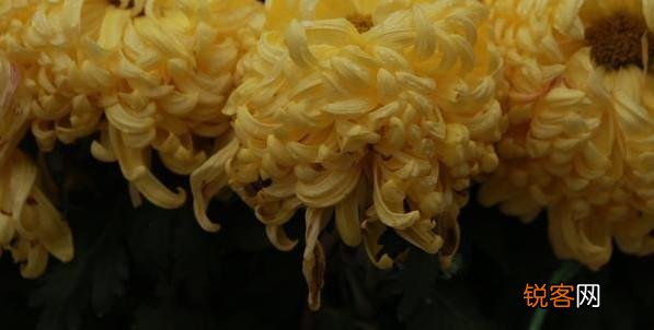 河南省每个市的市花 最受宠的市花是什么