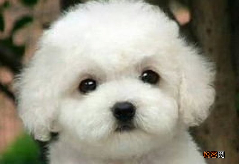 40天的狗狗能洗澡吗