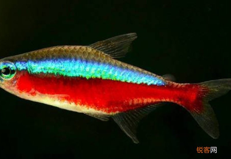 红绿灯鱼好养活吗