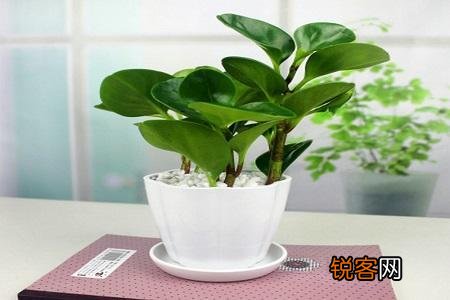 碧玉的养护方法 这样繁殖碧玉枝繁叶茂