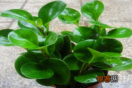 碧玉的养护方法 这样繁殖碧玉枝繁叶茂