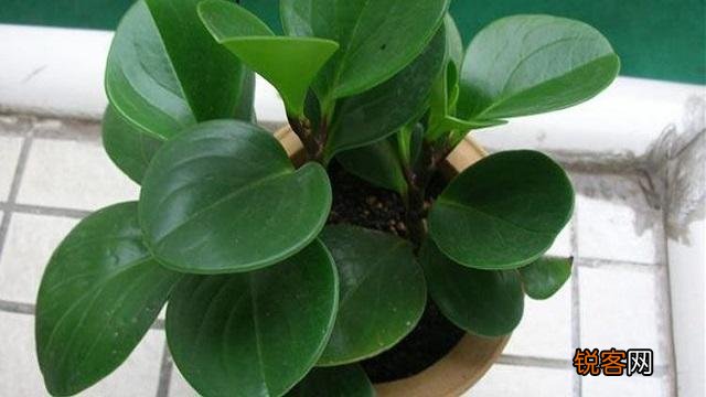 碧玉的养护方法 这样繁殖碧玉枝繁叶茂