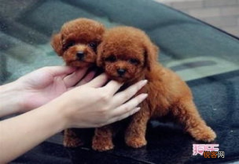 小狗打疫苗后会出现什么反应疫