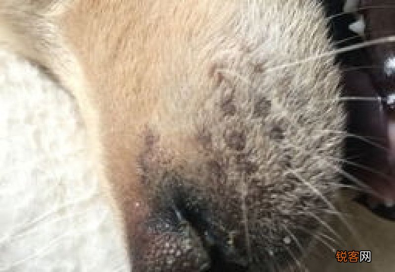 狗狗感冒会流脓鼻涕吗