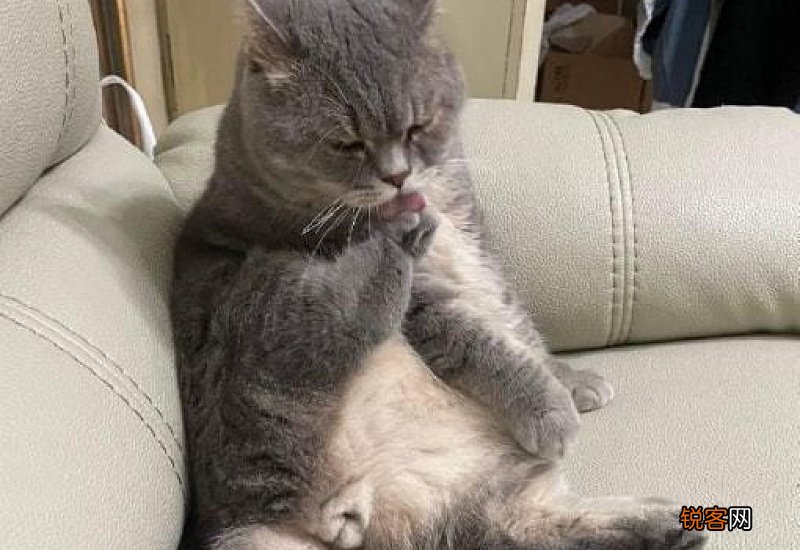 猫咪总是舔毛是怎么回事
