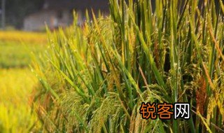 禾稻的意思 禾稻的出处