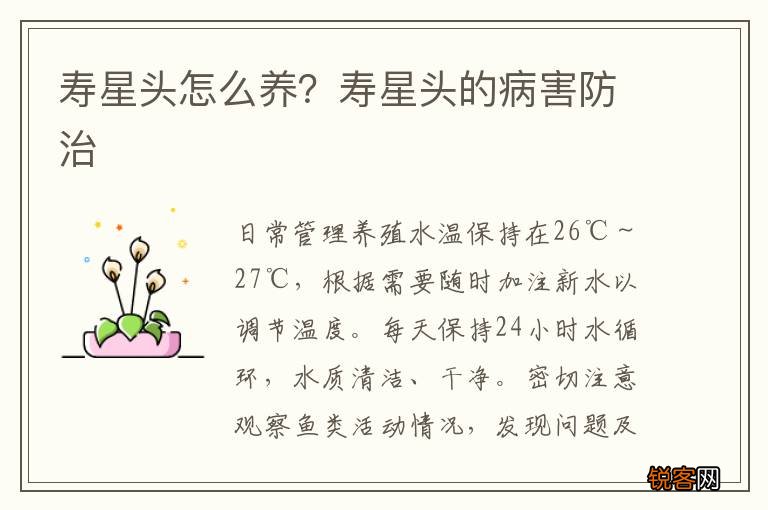 寿星头怎么养？寿星头的病害防治