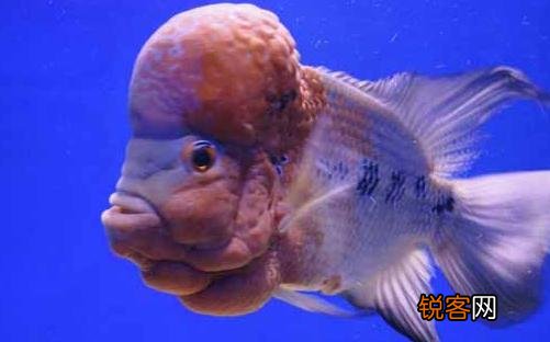 寿星头怎么养？寿星头的病害防治