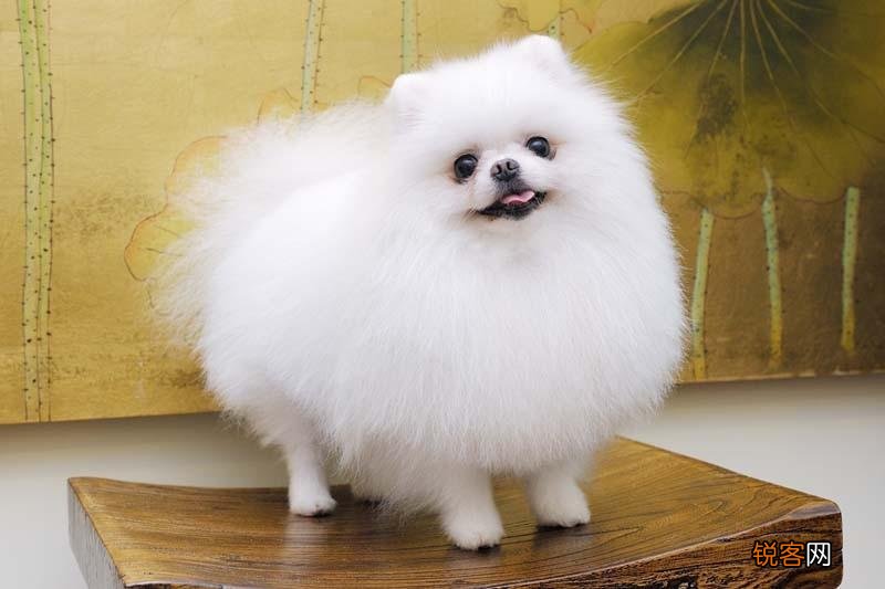 最聪明的小型犬排名 九种智商较高的小型犬