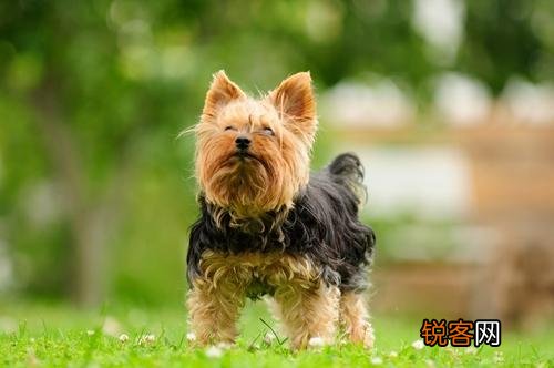 最聪明的小型犬排名 九种智商较高的小型犬