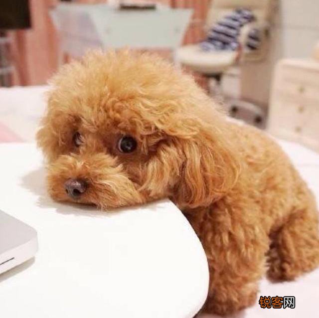 最聪明的小型犬排名 九种智商较高的小型犬