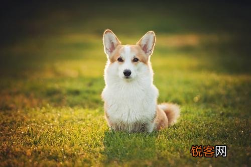 最聪明的小型犬排名 九种智商较高的小型犬