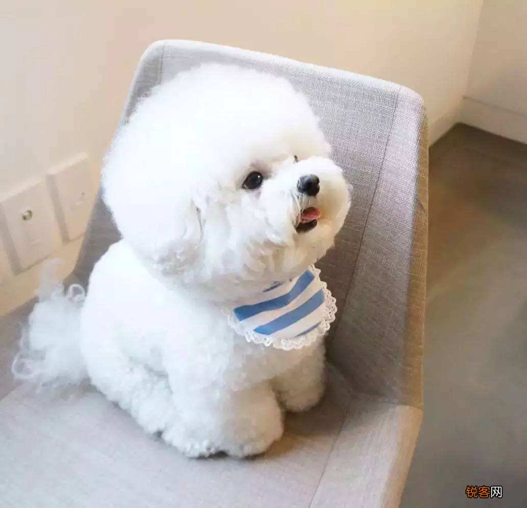 最聪明的小型犬排名 九种智商较高的小型犬
