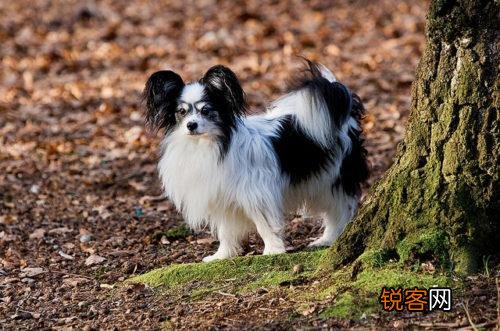 最聪明的小型犬排名 九种智商较高的小型犬