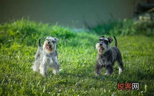 最聪明的小型犬排名 九种智商较高的小型犬