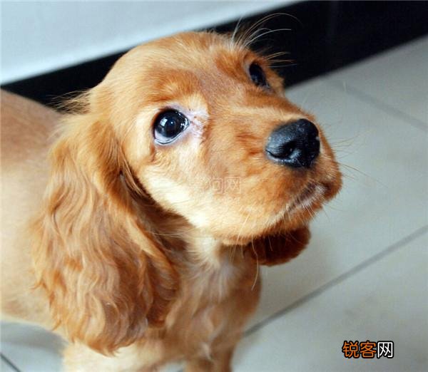最聪明的小型犬排名 九种智商较高的小型犬