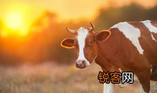 犊是什么意思 犊有什么品种呢