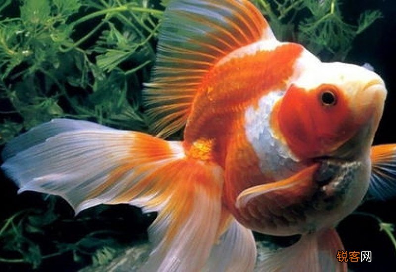 金鱼用什么运动