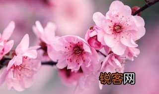 待到山花烂漫时的下一句诗是什么 待到山花烂漫时的后一句是什么