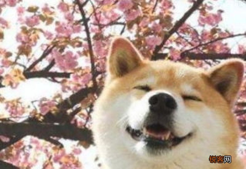 柴犬喜欢被抱吗