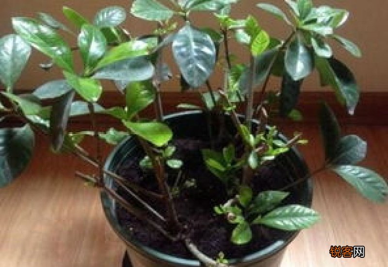 栀子花怎样修剪